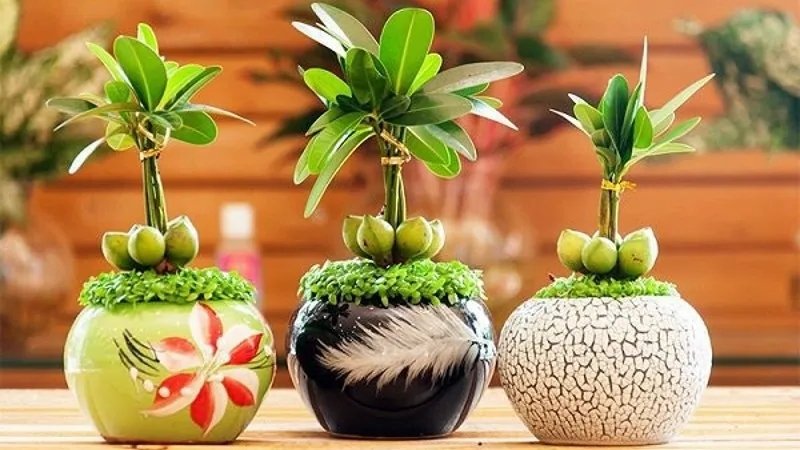 Cây tài lộc nhỏ